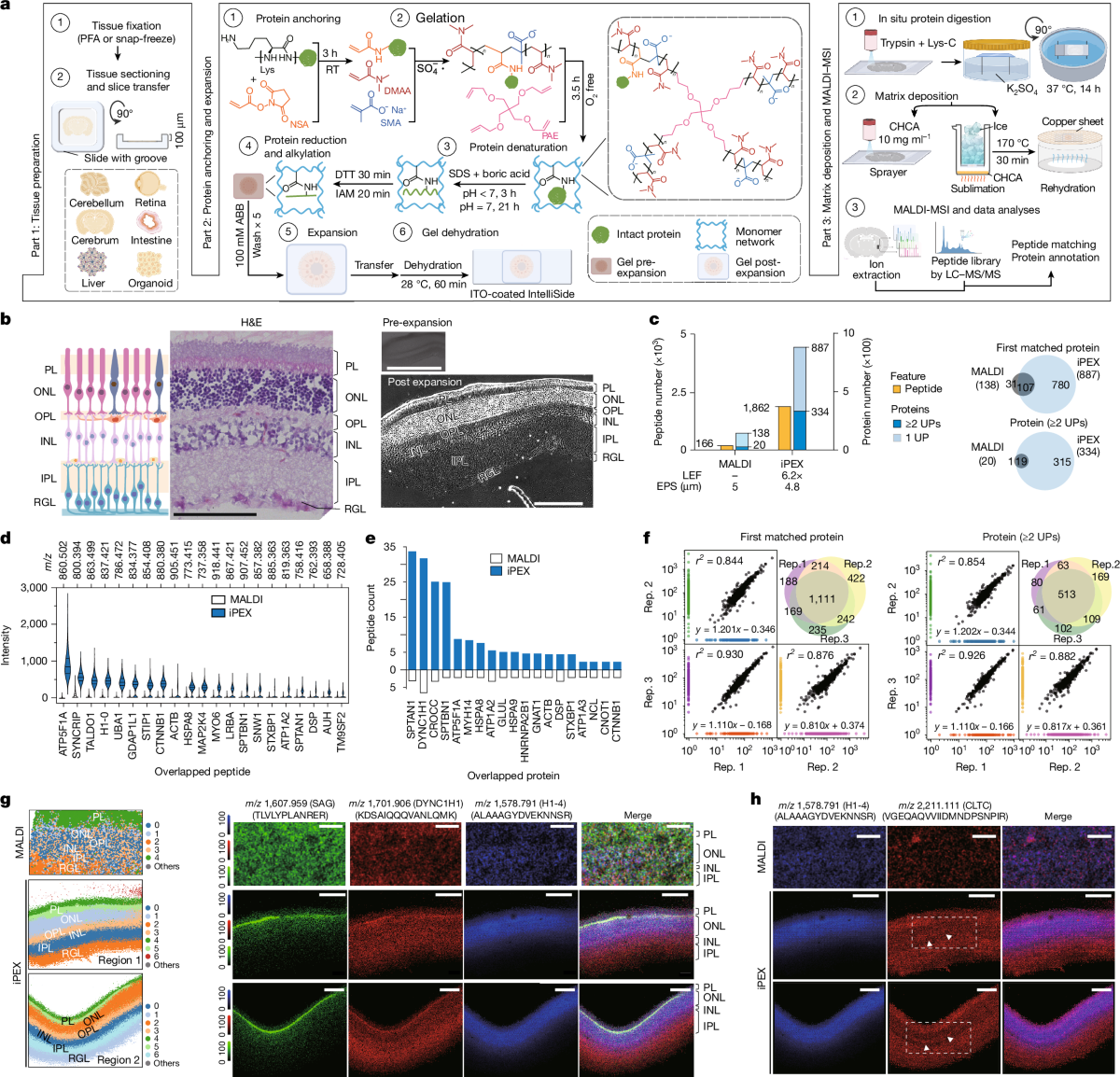 iPEX enables micrometre-resolution deep spatial proteomics via 