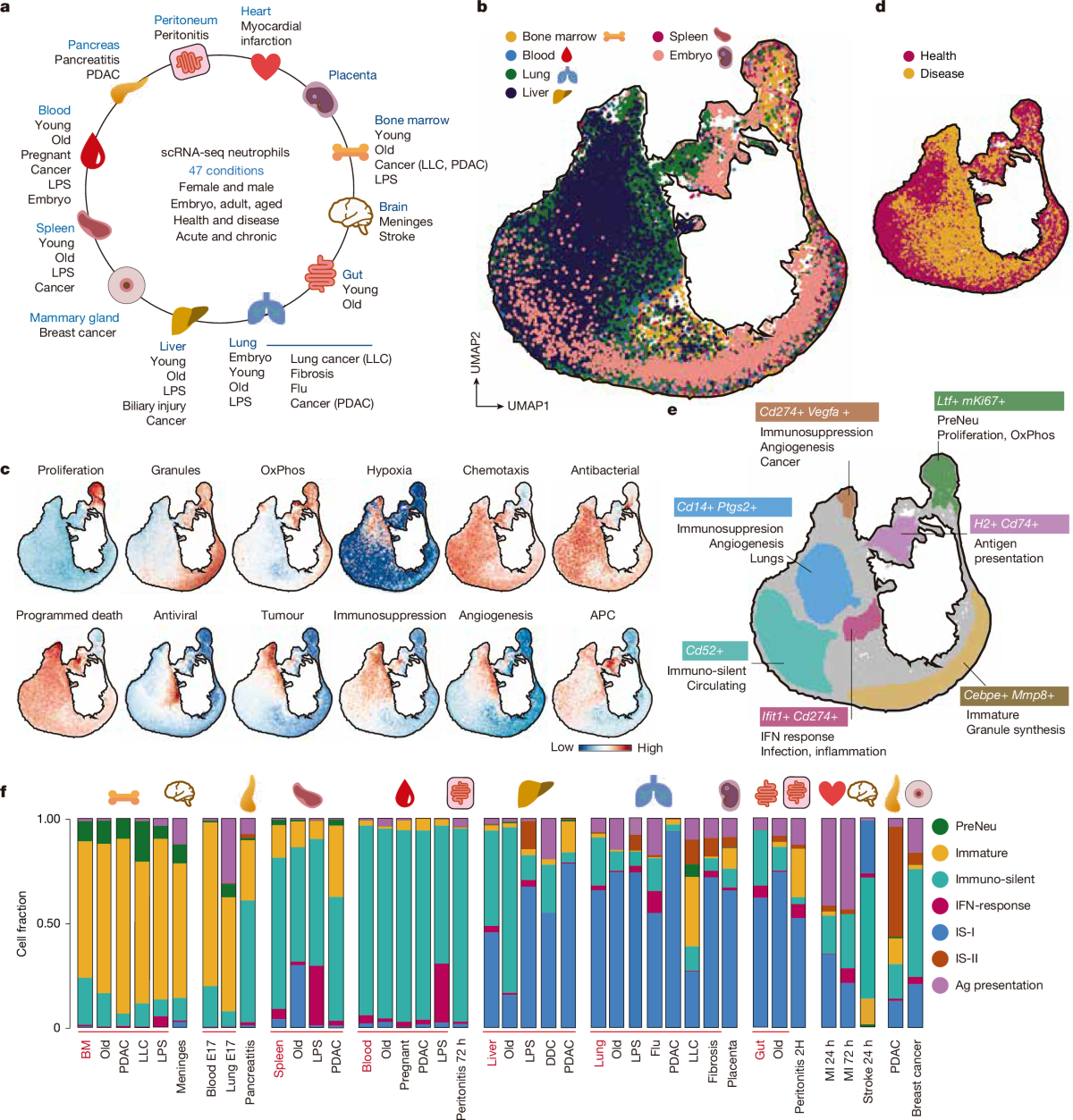Architecture of the neutrophil compartment | Nature