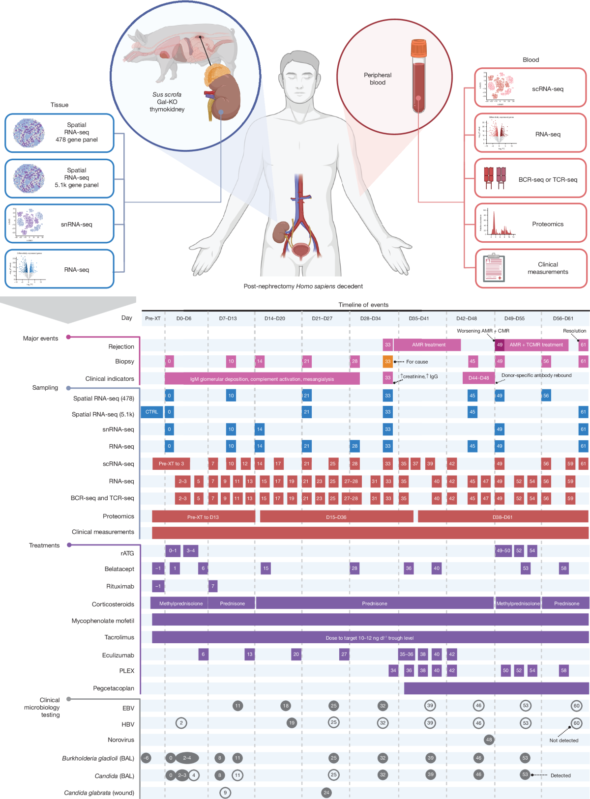 Multi-omics analysis of a pig-to-human decedent kidney xenotransplant |  Nature