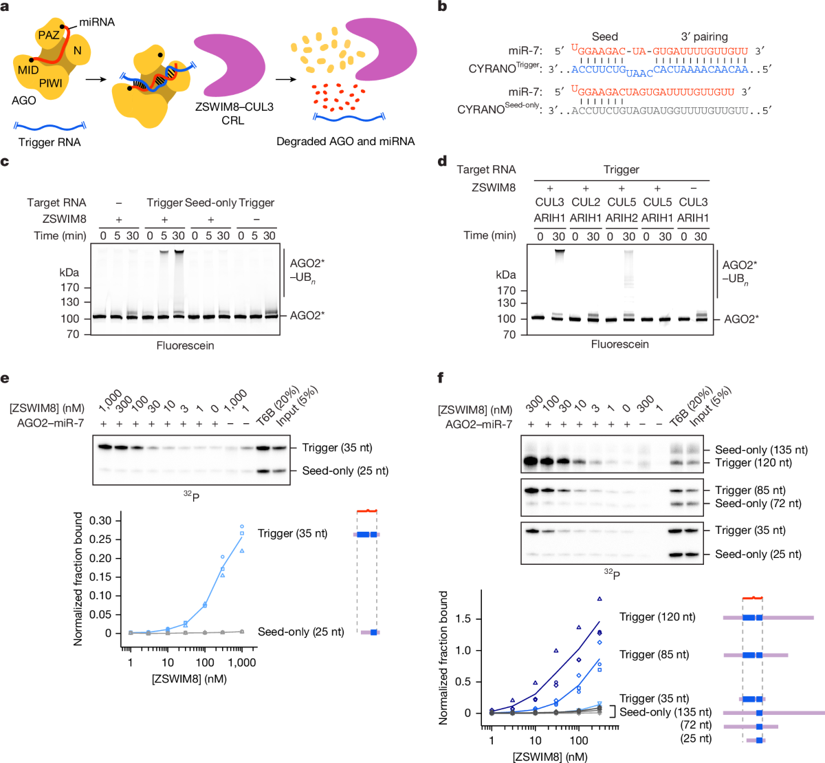 cjc-1295 ipamorelin mechanism of action gh pulses CJC-1295/Ipamorelin Benefits, Side Effects, and Cost: The Complete Patient  Guide
