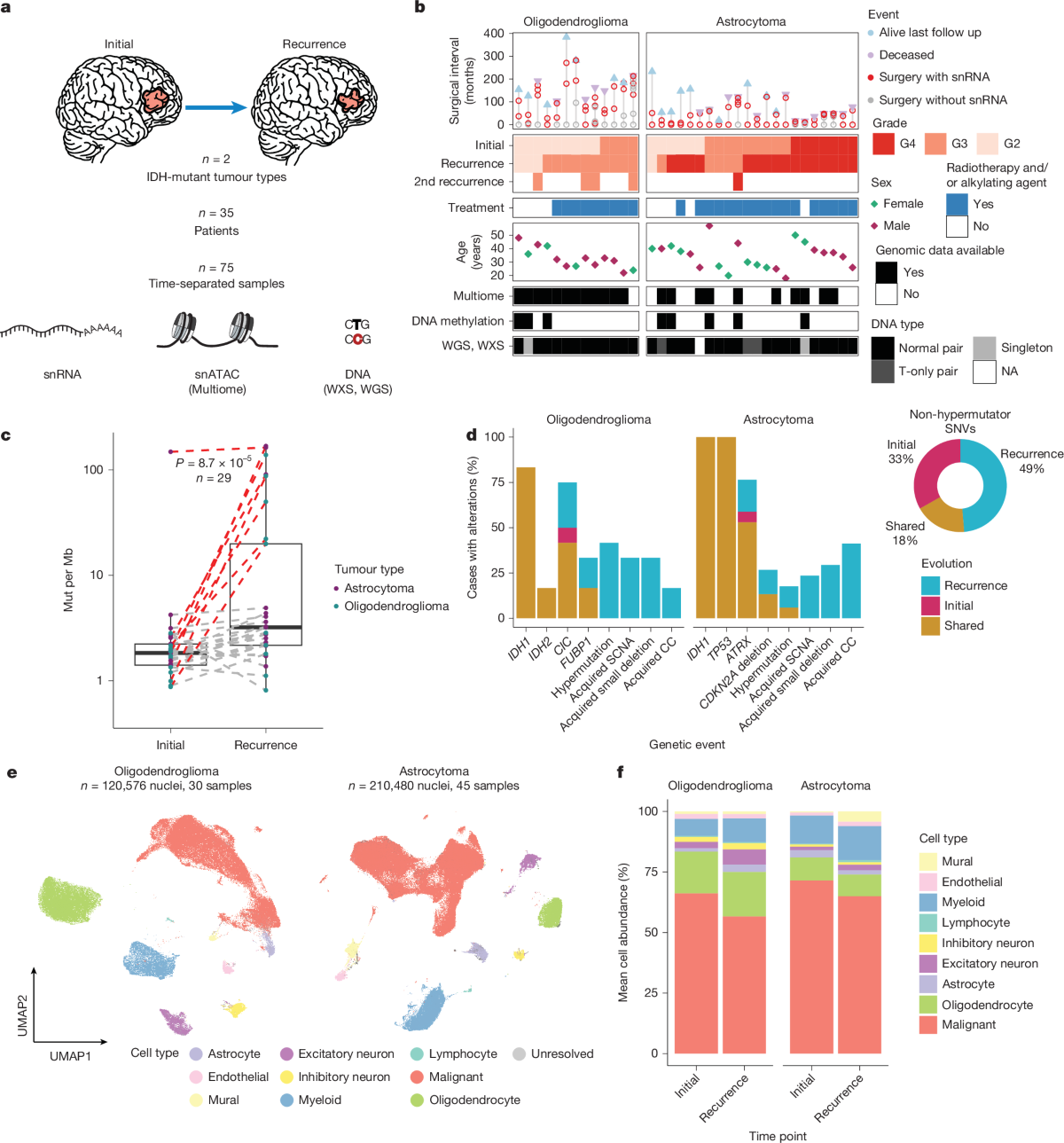 Acquired genetic and cell-state changes in IDH-mutant glioma 
