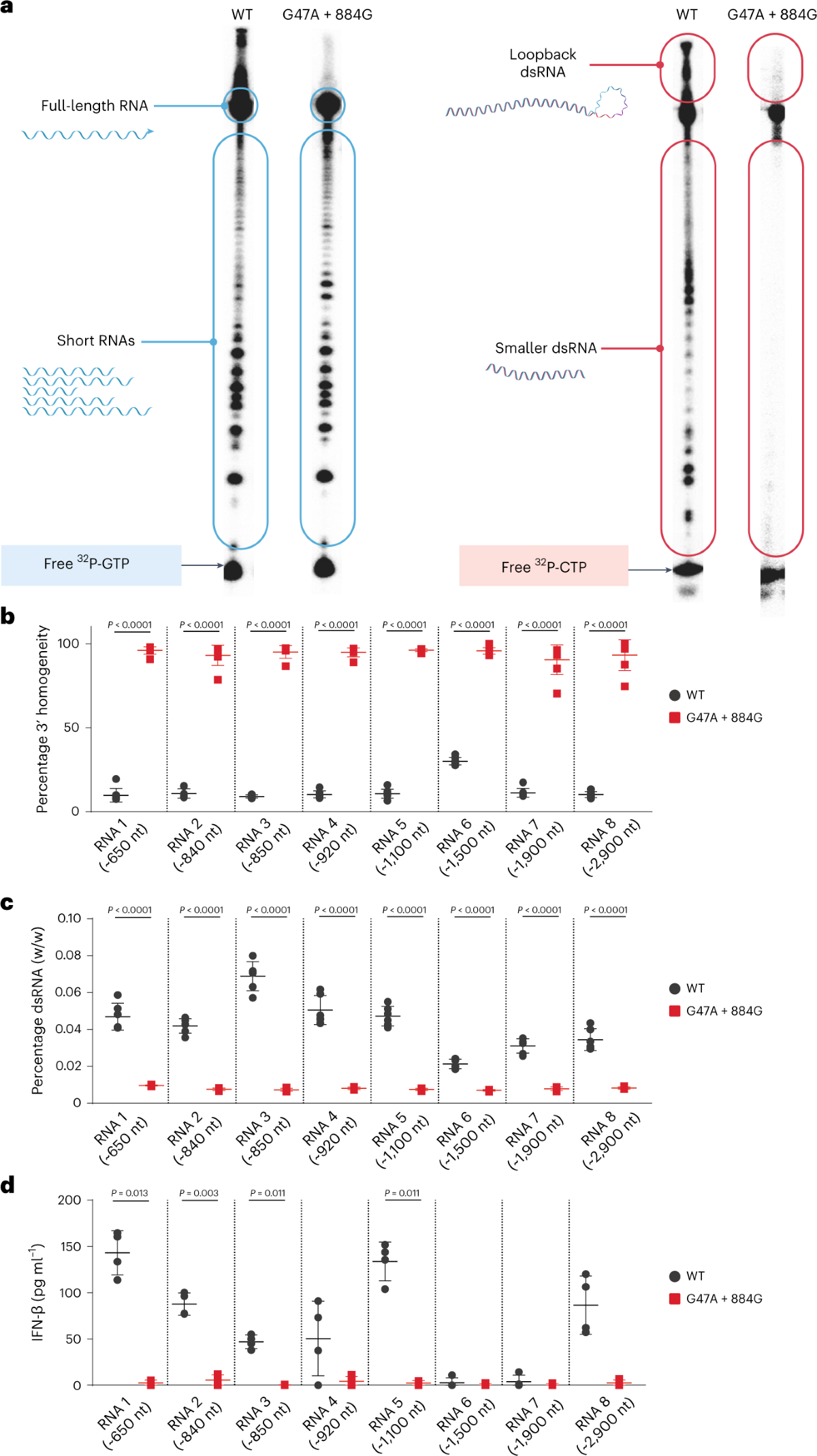 An engineered T7 RNA polymerase that produces mRNA free of  immunostimulatory byproducts | Nature Biotechnology