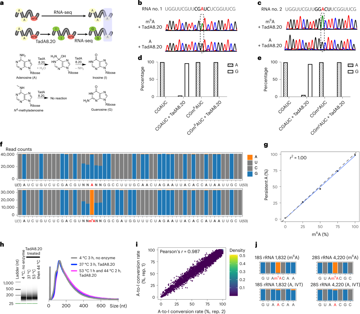 Transcriptome-wide profiling and quantification of N6-methyladenosine by  enzyme-assisted adenosine deamination | Nature Biotechnology