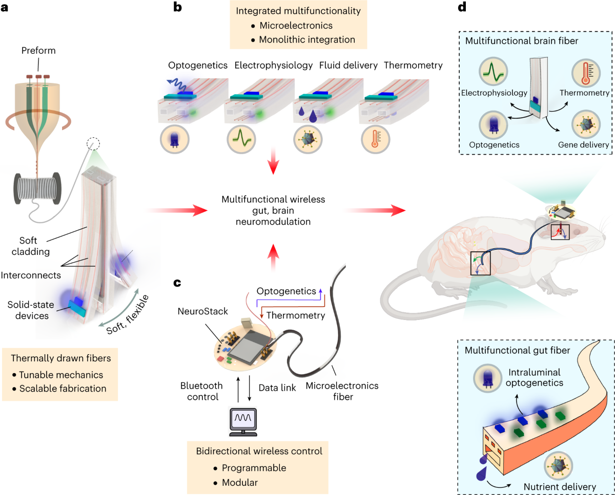 Multifunctional microelectronic fibers enable wireless modulation of gut  and brain neural circuits | Nature Biotechnology