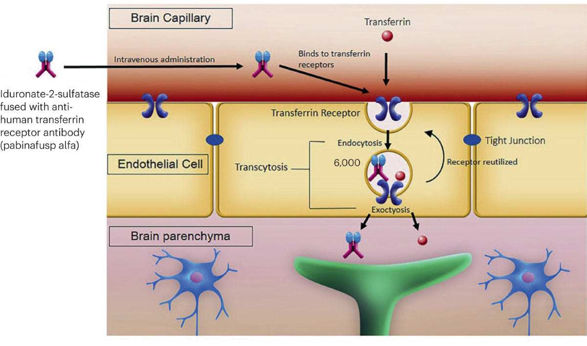 tirzepatide blood brain barrier Drugs catch a ride through the blood–brain barrier