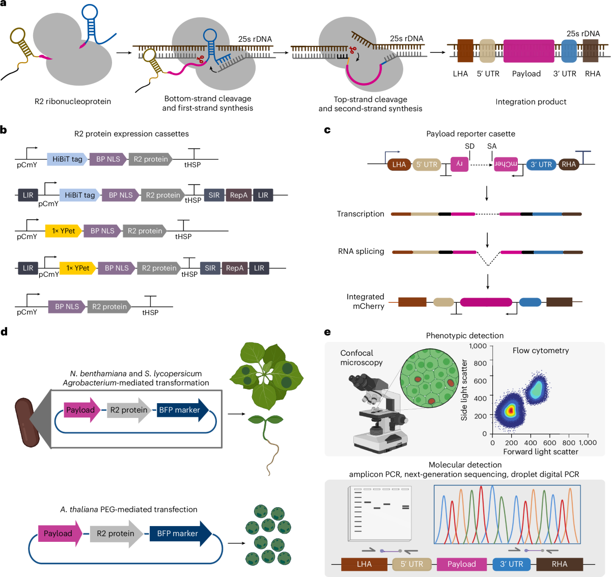 Optimized R2 retroelement complexes for DNA insertion into plant 