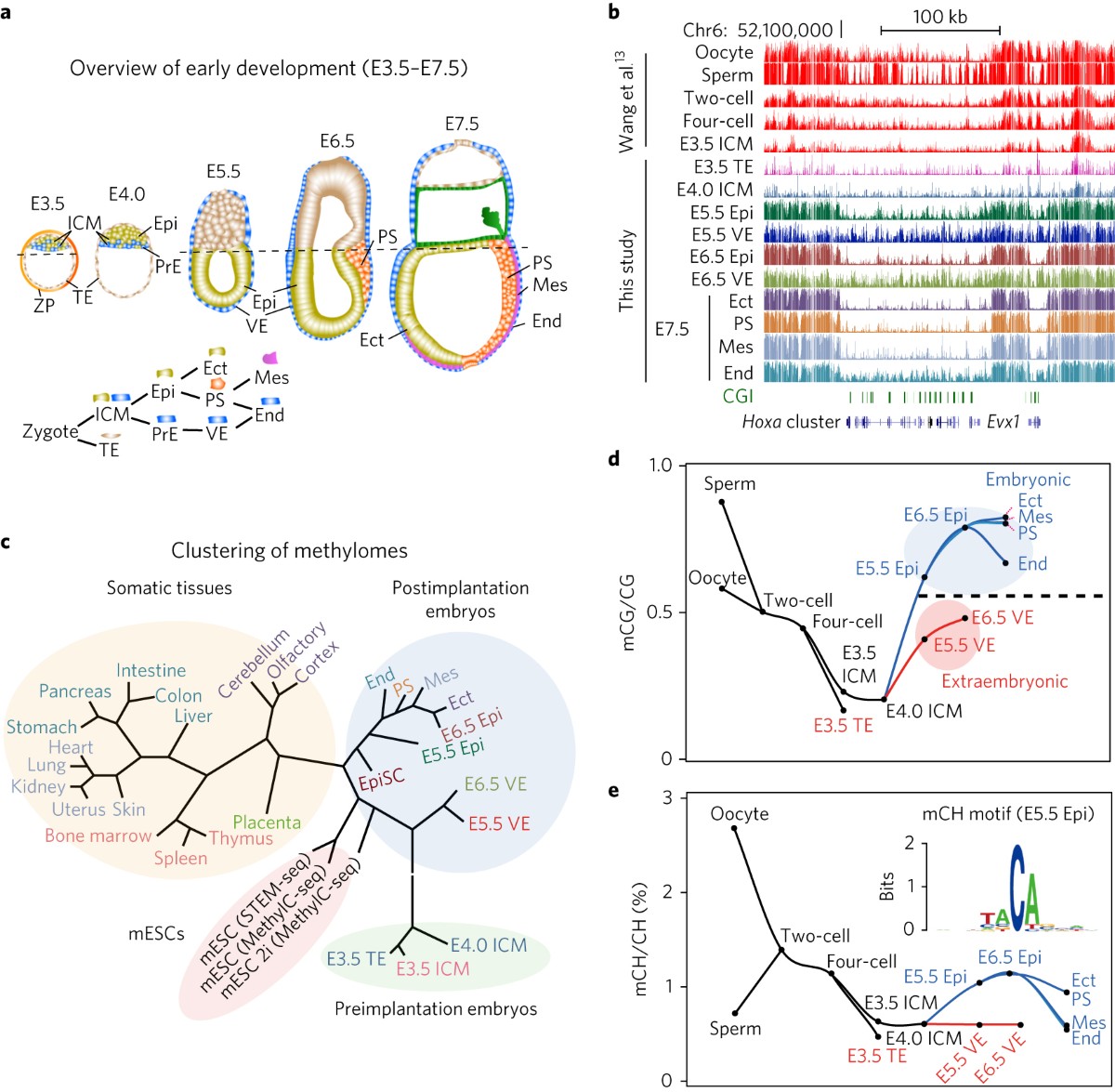 Dynamic epigenomic landscapes during early lineage specification in mouse  embryos | Nature Genetics