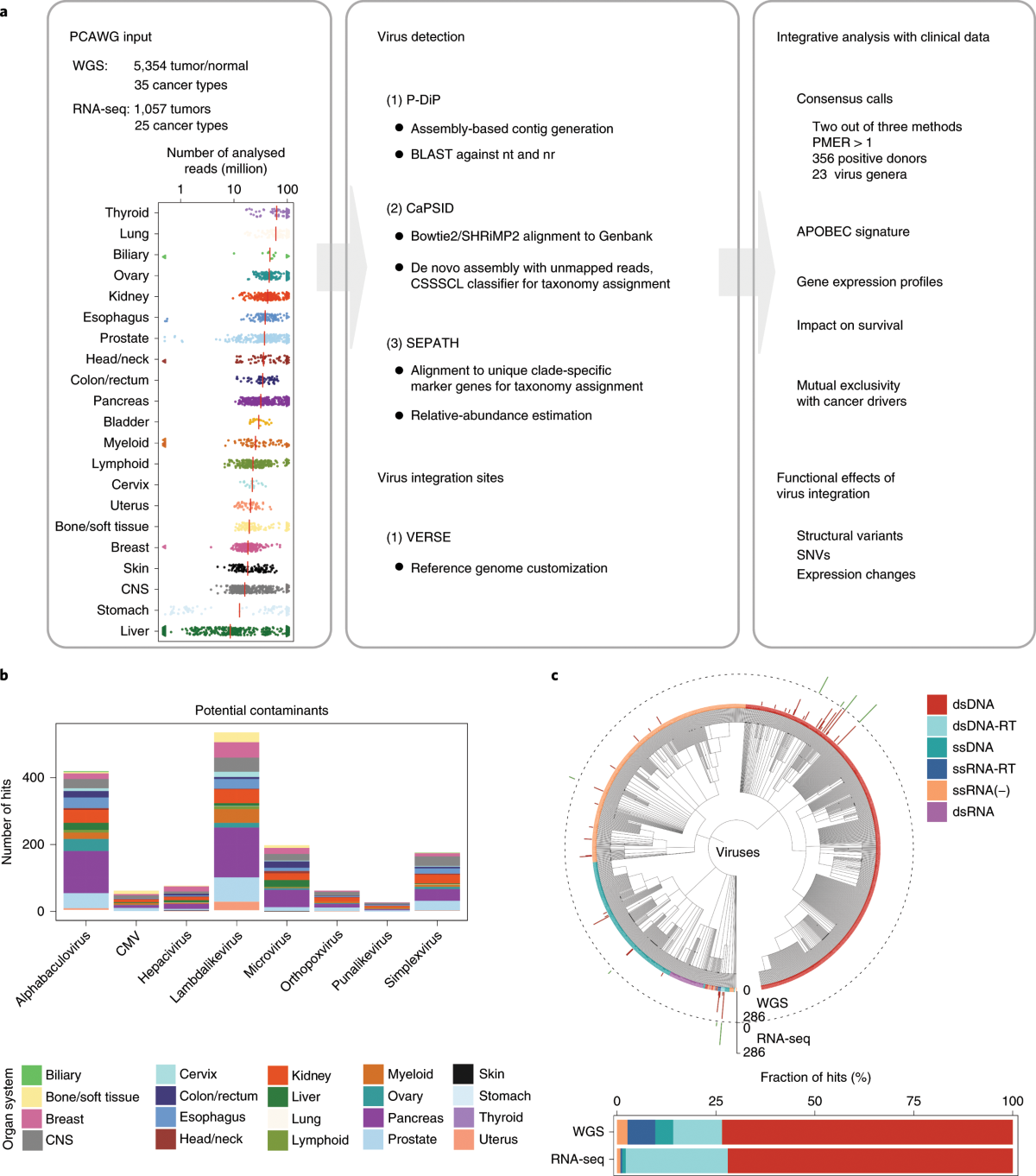 The landscape of viral associations in human cancers | Nature Genetics