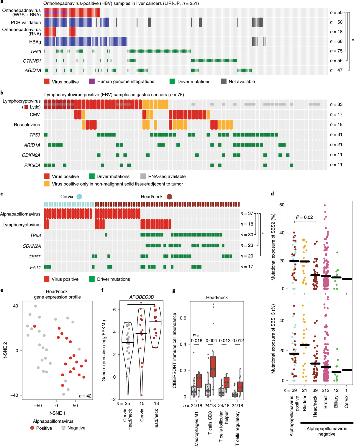 The landscape of viral associations in human cancers | Nature Genetics