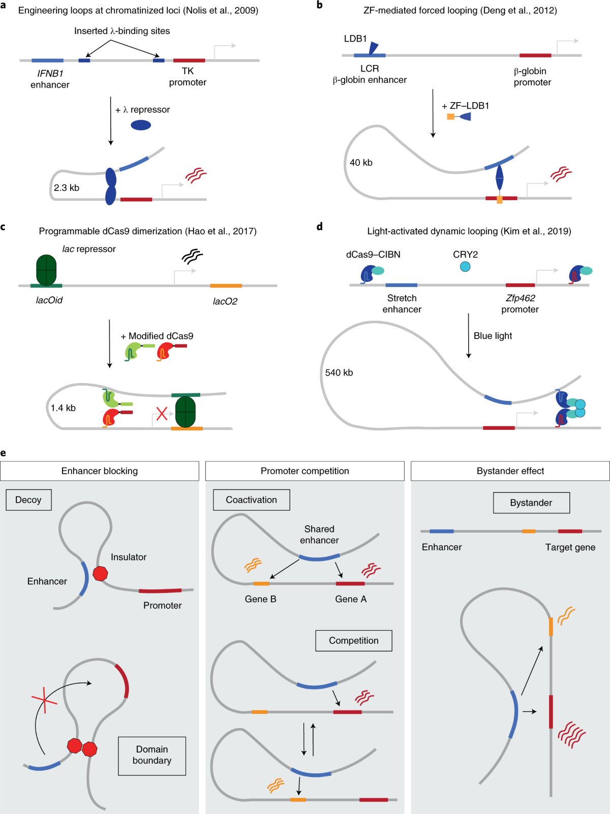 Engineering three-dimensional genome folding | Nature Genetics