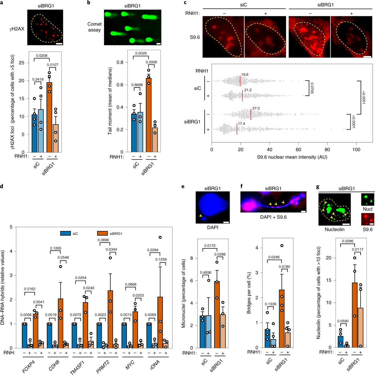 The SWI/SNF chromatin remodeling complex helps resolve R-loop-mediated  transcription–replication conflicts | Nature Genetics