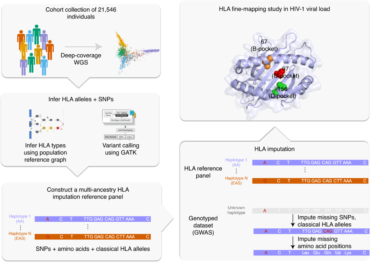 A high-resolution HLA reference panel capturing global population 
