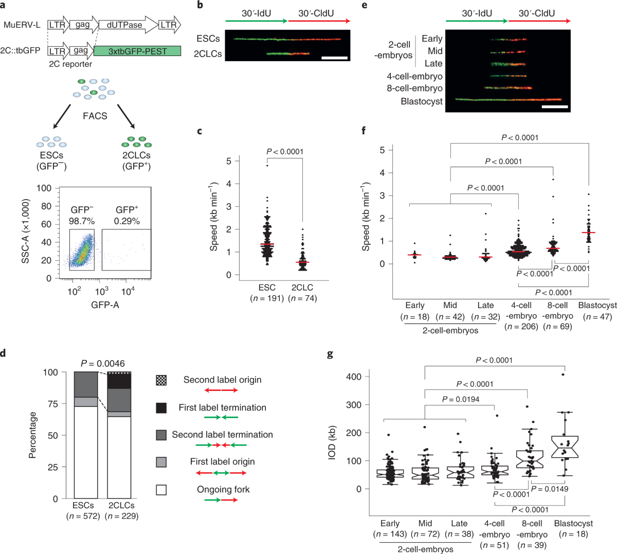 DNA replication fork speed underlies cell fate changes and 