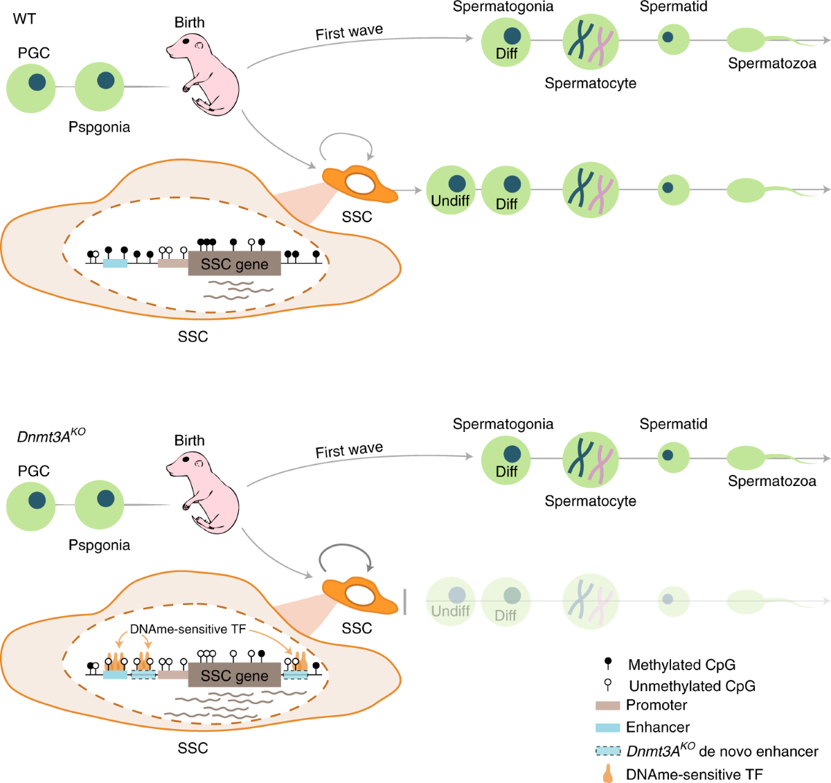 DNMT3A-dependent DNA methylation is required for spermatogonial  