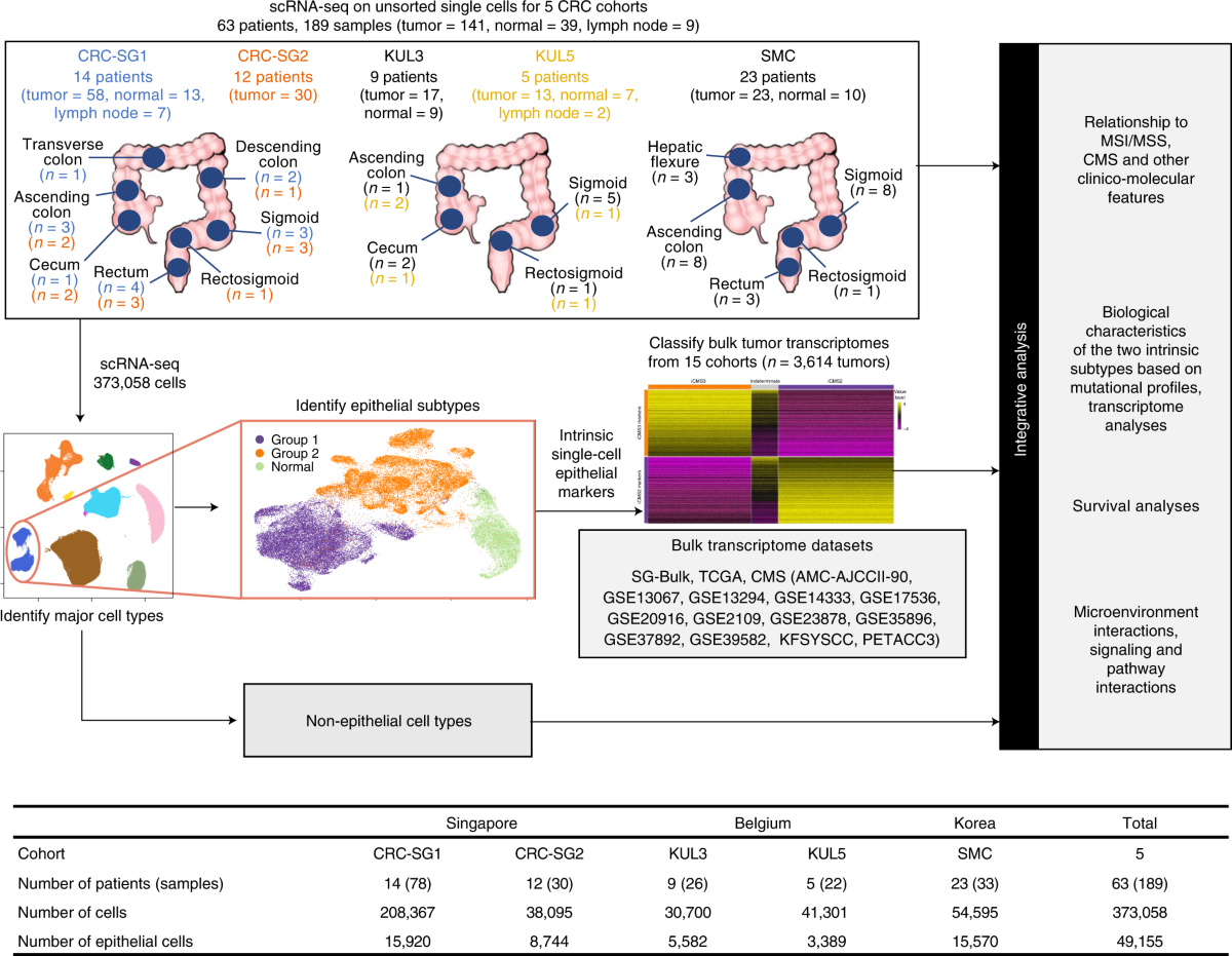 Single-cell and bulk transcriptome sequencing identifies two