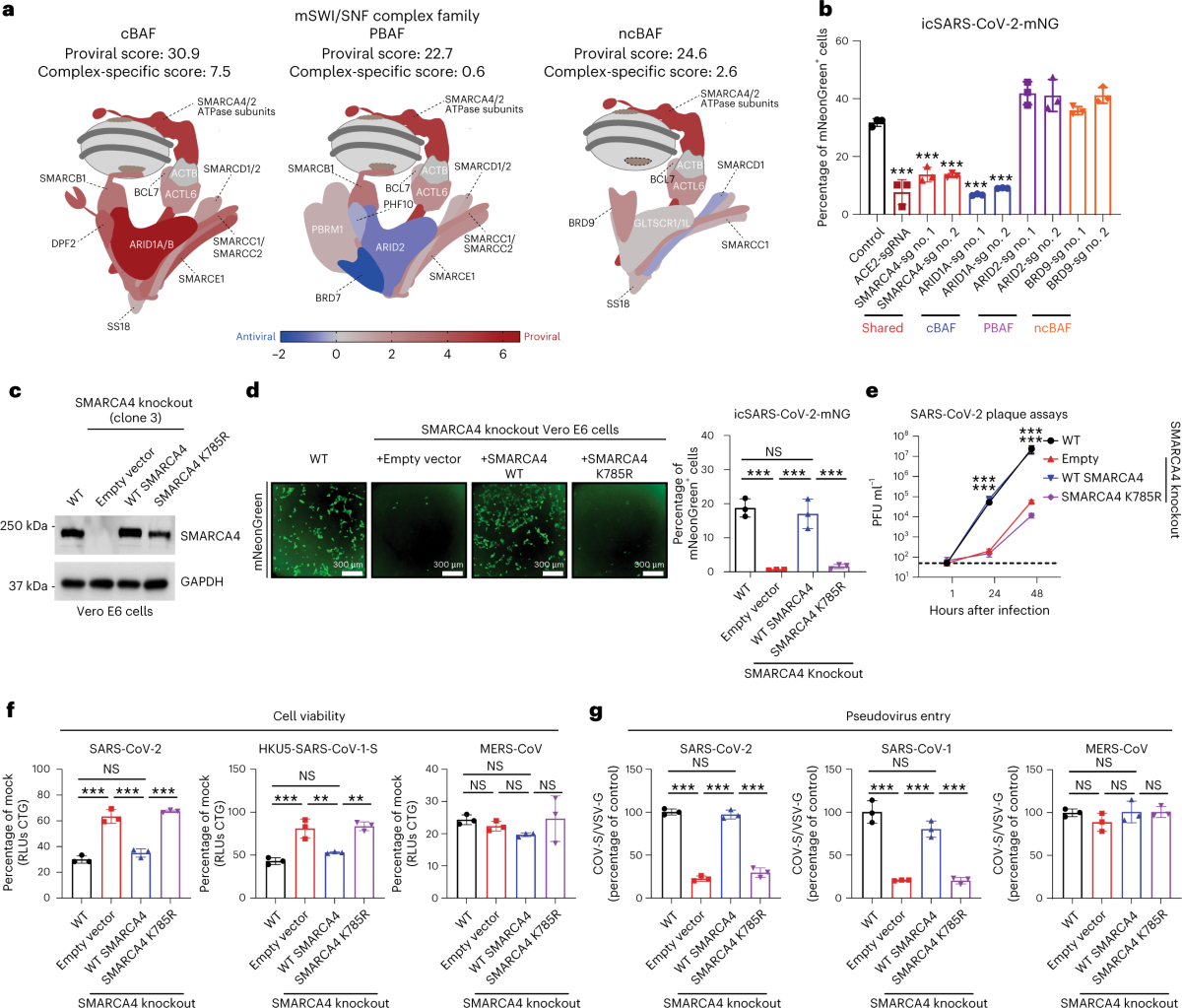 pharmacological-disruption-of-mswi-snf-complex-activity-restricts-sars-cov-2-infection-nature-genetics