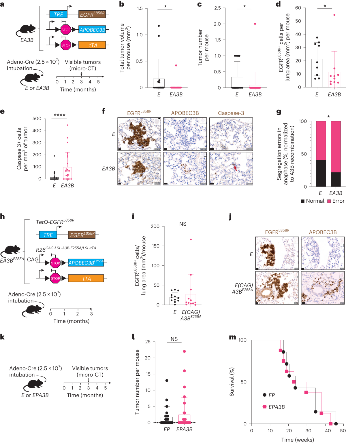 the-role-of-apobec3b-in-lung-tumor-evolution-and-targeted-cancer-therapy-resistance-nature-genetics