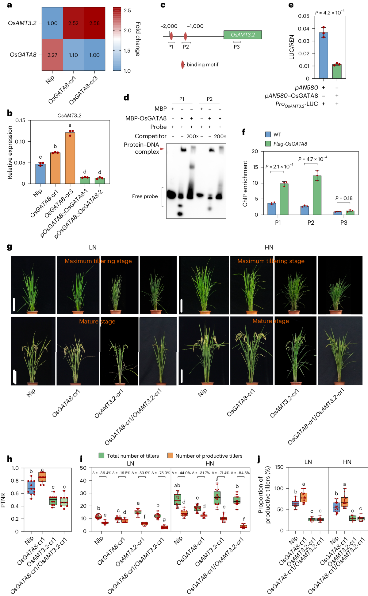 The elite haplotype OsGATA8-H coordinates nitrogen uptake and productive  tiller formation in rice | Nature Genetics