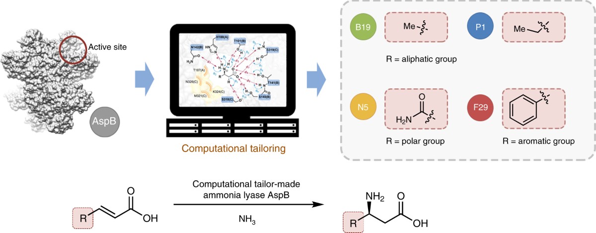 Computational redesign of enzymes for regio- and enantioselective 