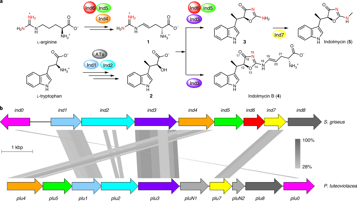 Convergent biosynthetic transformations to a bacterial specialized  metabolite | Nature Chemical Biology