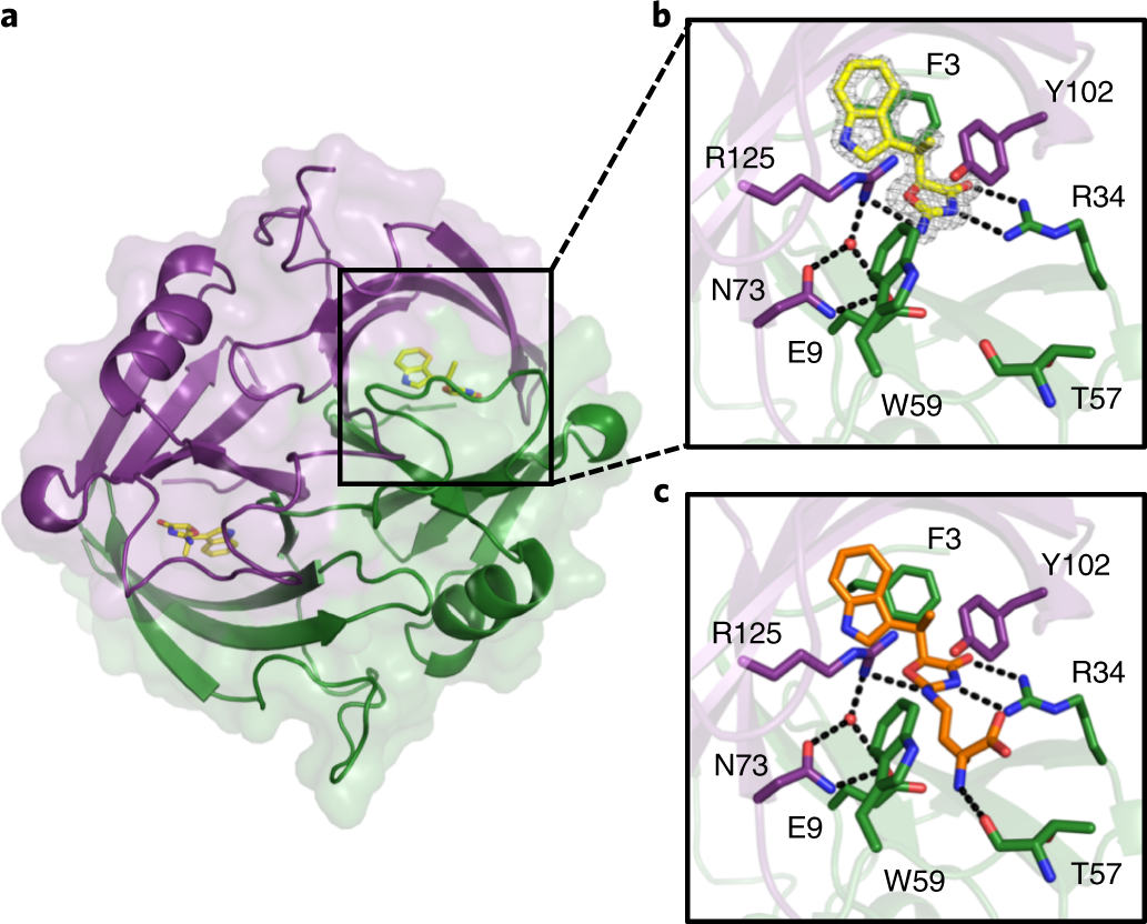 Convergent biosynthetic transformations to a bacterial specialized  metabolite | Nature Chemical Biology