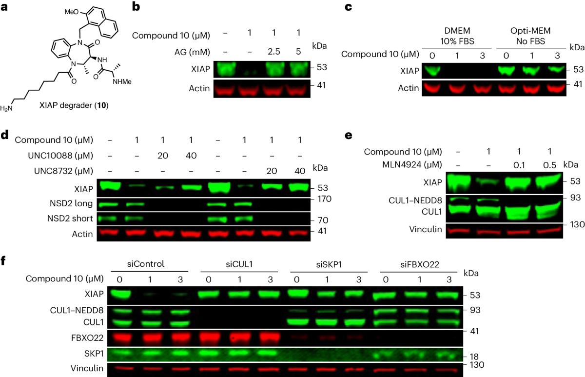 Recruitment of FBXO22 for targeted degradation of NSD2 | Nature 