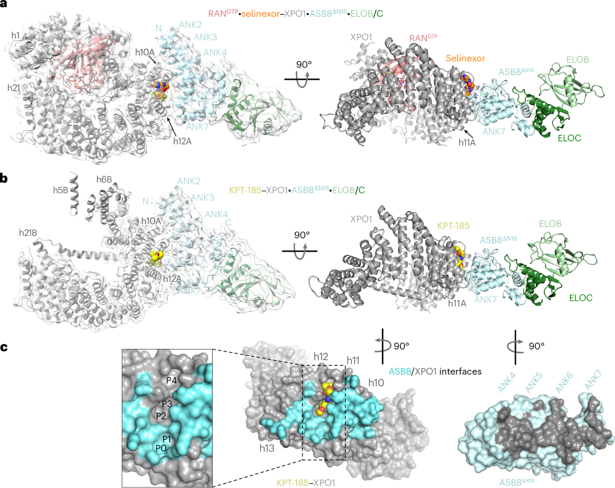 SINE compounds activate exportin 1 degradation through an allosteric  mechanism | Nature Chemical Biology