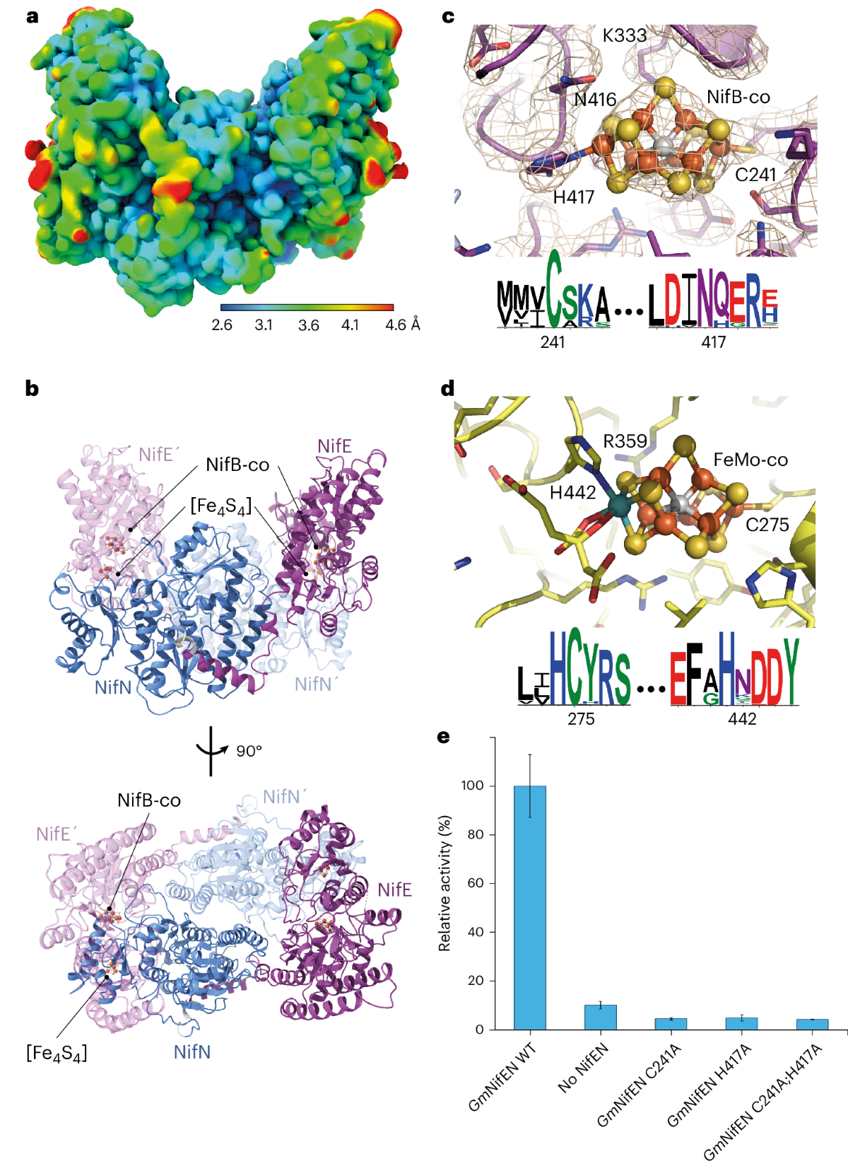 Dynamics driving the precursor in NifEN scaffold during nitrogenase  FeMo-cofactor assembly | Nature Chemical Biology, image size:1200x1642