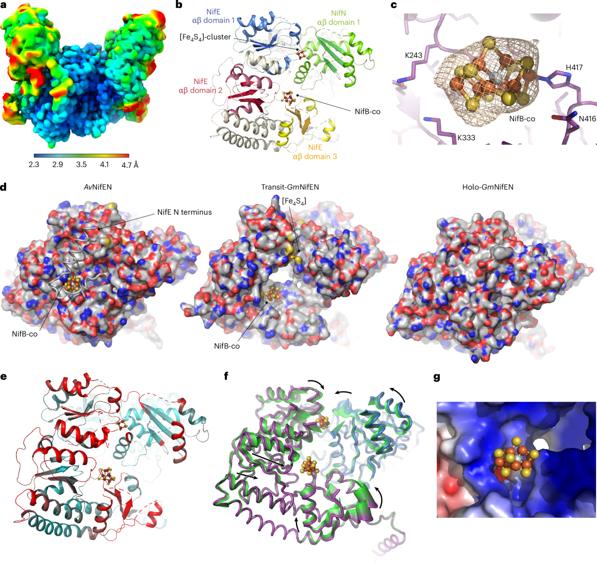 Dynamics driving the precursor in NifEN scaffold during nitrogenase  FeMo-cofactor assembly | Nature Chemical Biology, image size:1200x1132