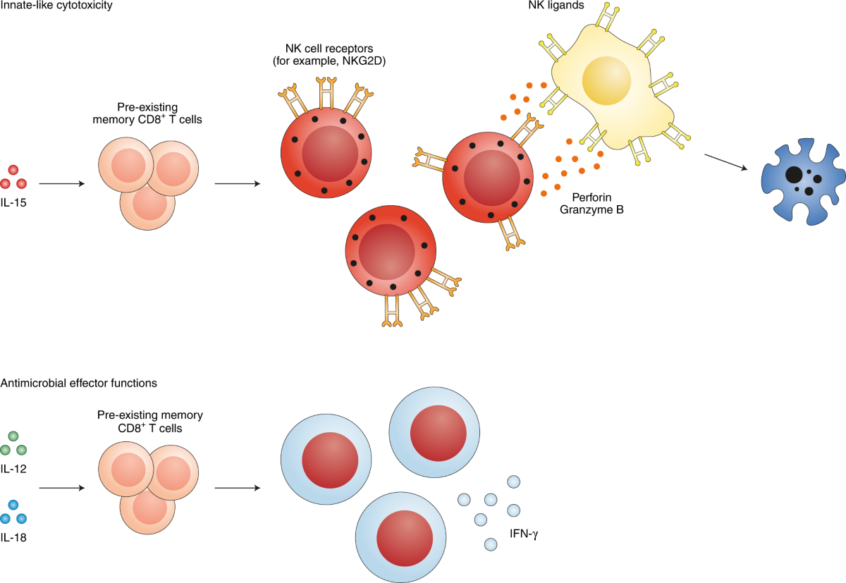Significance of bystander T cell activation in microbial infection | Nature  Immunology, image size:1200x827