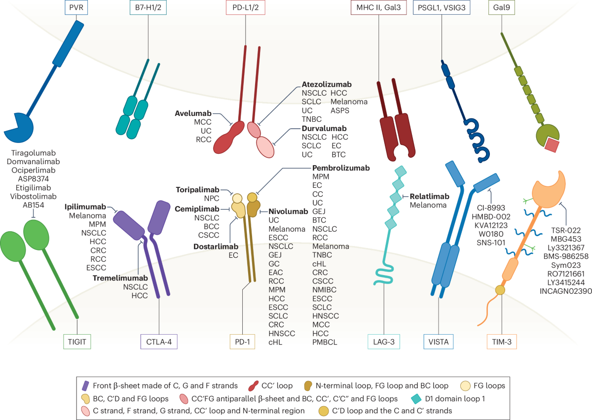 Next-generation combination approaches for immune checkpoint therapy |  Nature Immunology
