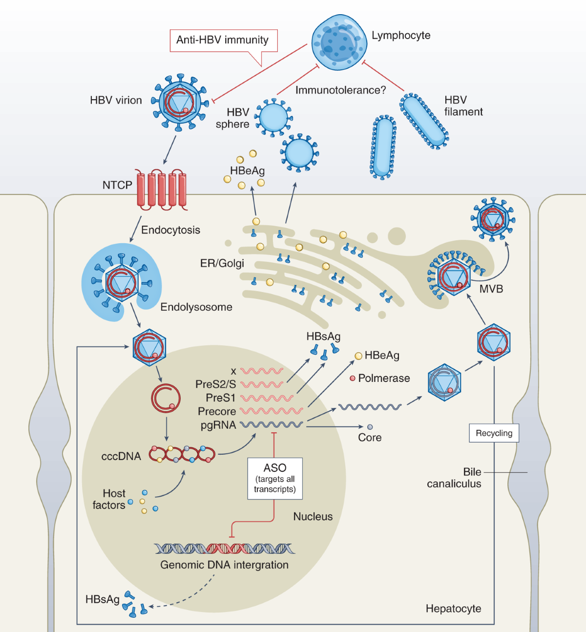 glutathione s transferase kda Glutathione S-transferase (GST) pull-down assay shows that DivIVABs