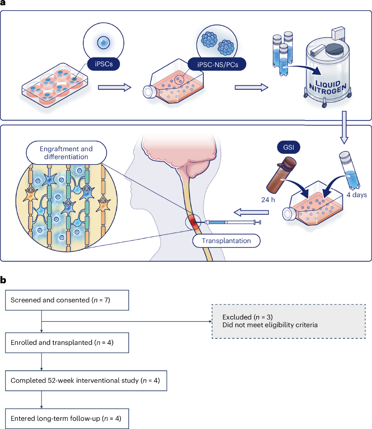An iPSC-derived neural progenitor cell therapy for subacute spinal cord injury: a phase 1 trial with long-term follow-up