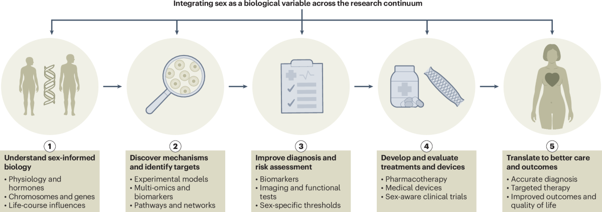 Redesigning cardiovascular medicine around sex differences | Nature Medicine (via www.nature.com)