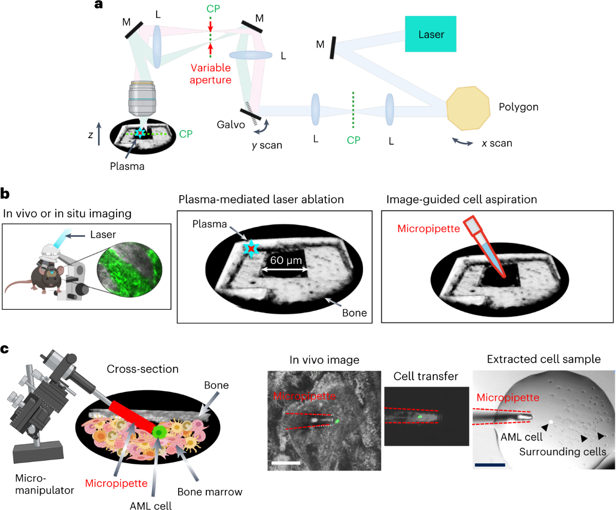 Image-seq: spatially resolved single-cell sequencing guided by in situ and  in vivo imaging