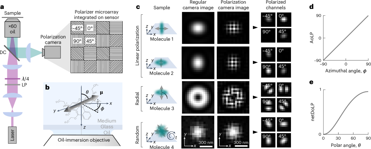 POLCAM: instant molecular orientation microscopy for the life 