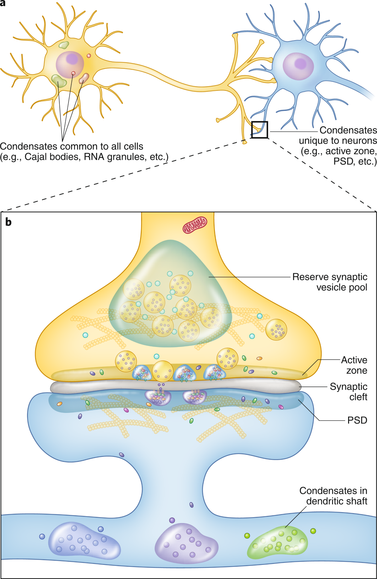 Phase separation at the synapse | Nature Neuroscience