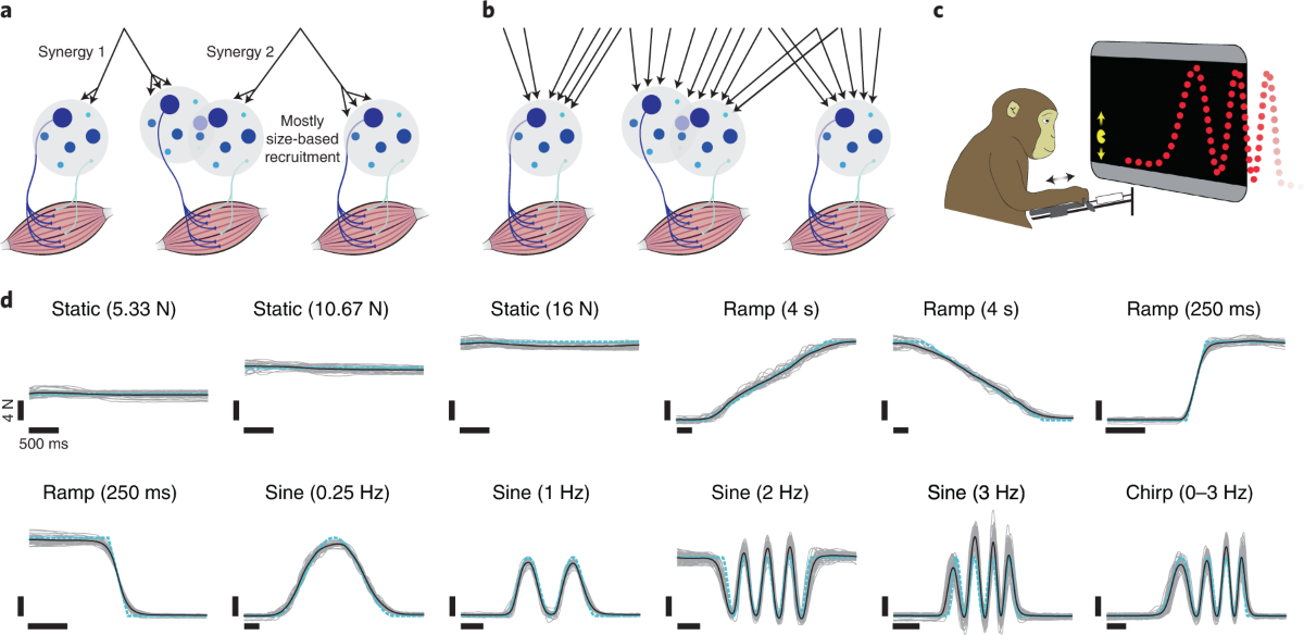 Flexible neural control of motor units | Nature Neuroscience