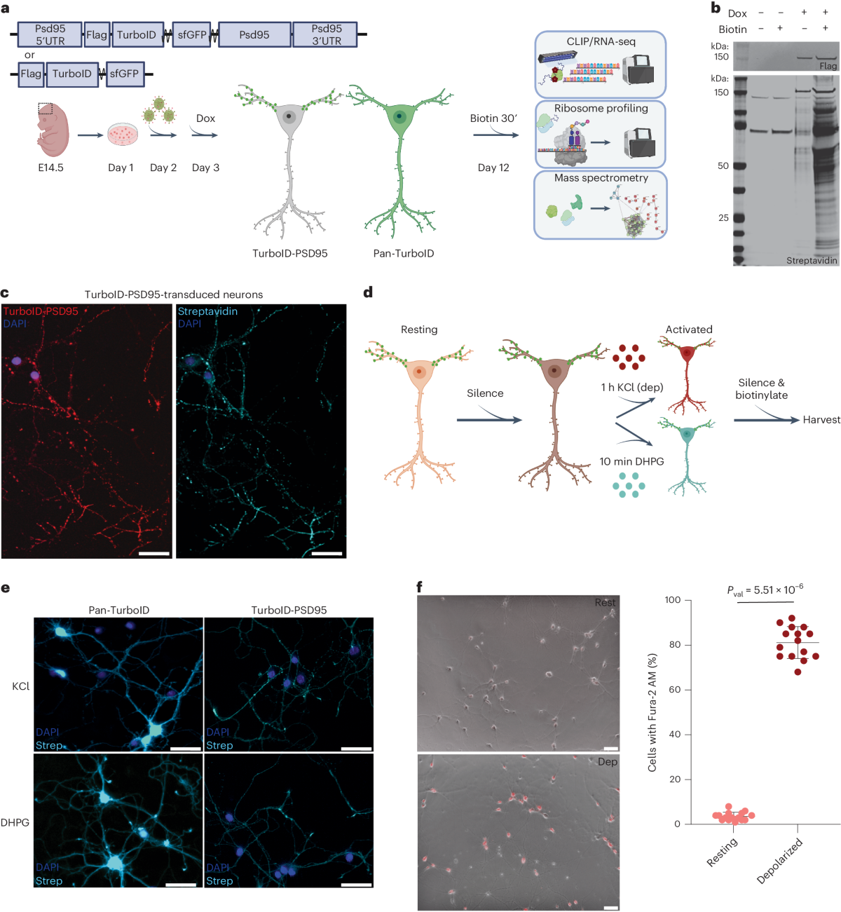 Neuronal activity rapidly reprograms dendritic translation via eIF4G2:uORF  binding