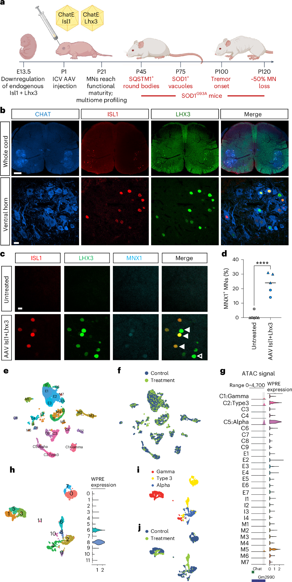 Embryonic motor neuron programming factors reactivate immature gene  expression and suppress ALS pathologies in postnatal motor neurons | Nature  Neuroscience