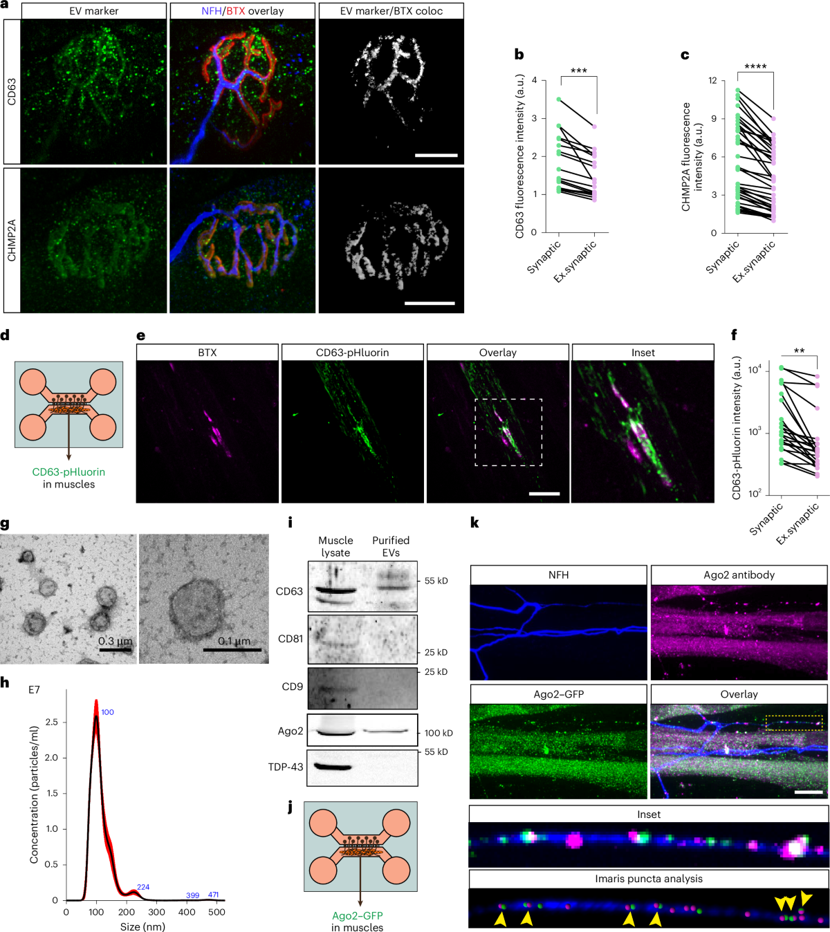 Muscle-derived miR-126 regulates TDP-43 axonal local synthesis and NMJ  integrity in ALS models | Nature Neuroscience