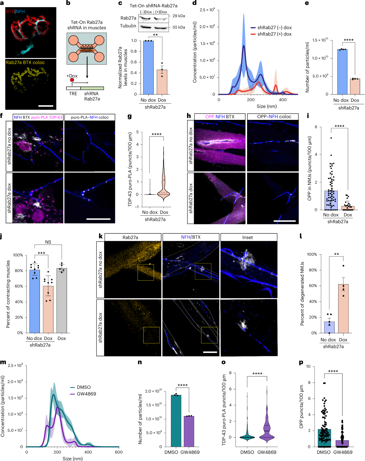 Muscle-derived miR-126 regulates TDP-43 axonal local synthesis and NMJ  integrity in ALS models | Nature Neuroscience