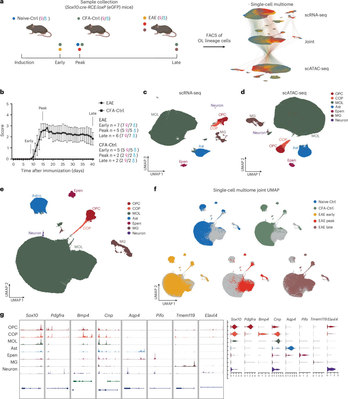 Distinct transcriptomic and epigenomic responses of mature oligodendrocytes  during disease progression in a mouse model of multiple sclerosis | Nature  Neuroscience
