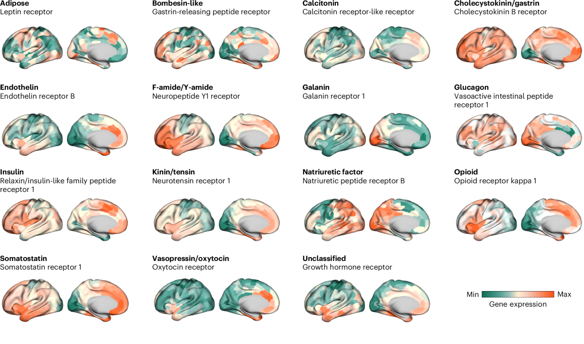 Organization of neuropeptide systems in the human brain | Nature 