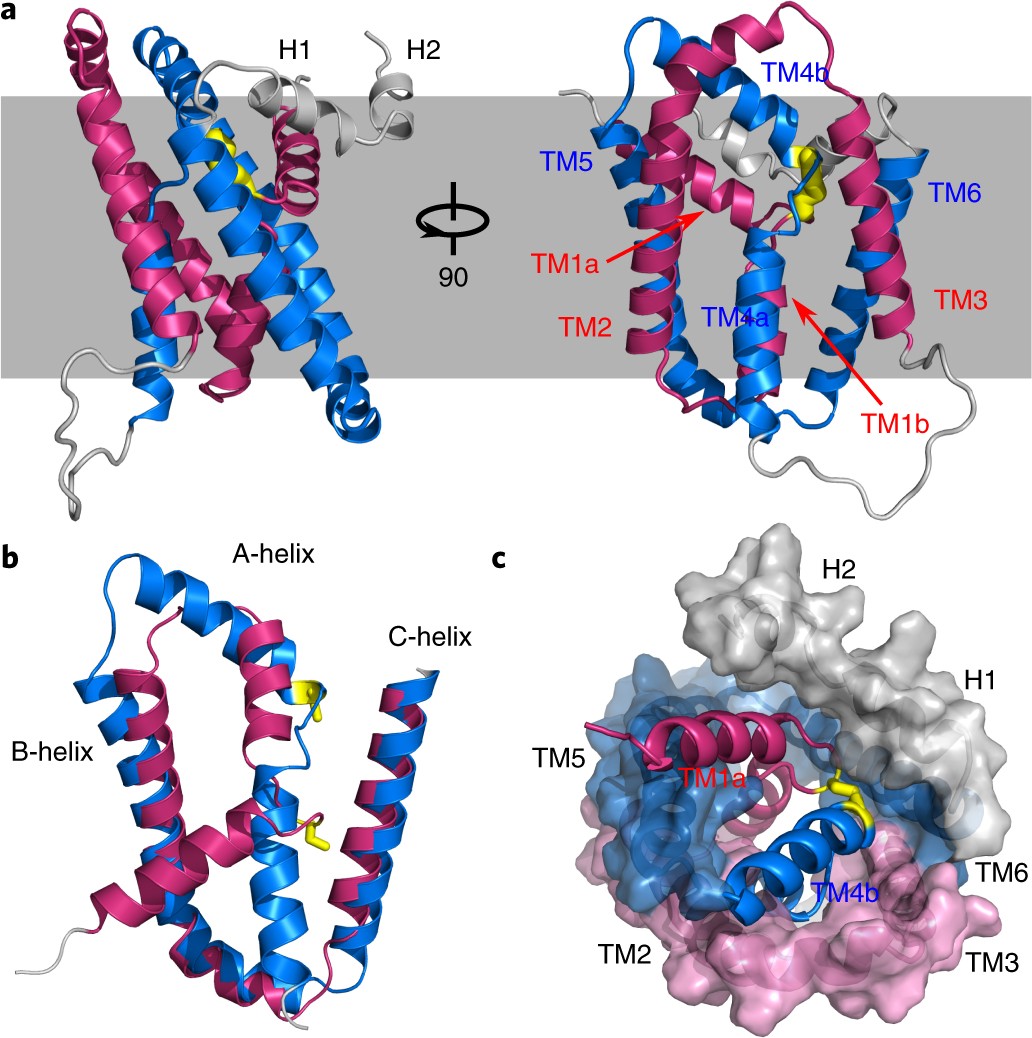 Solution structure and elevator mechanism of the membrane electron  transporter CcdA | Nature Structural & Molecular Biology
