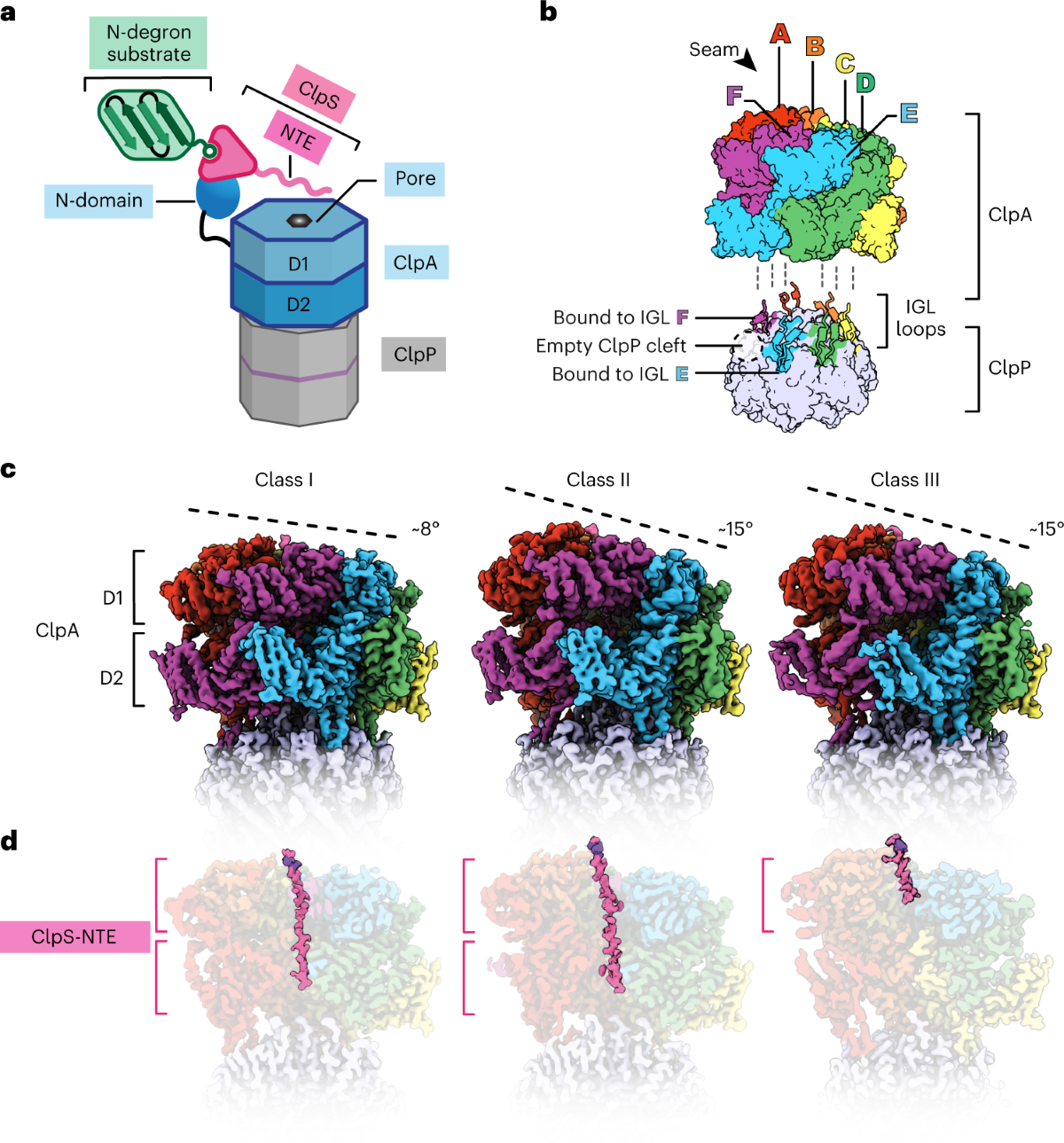 AAA+ protease-adaptor structures reveal altered conformations and ring  specialization | Nature Structural & Molecular Biology