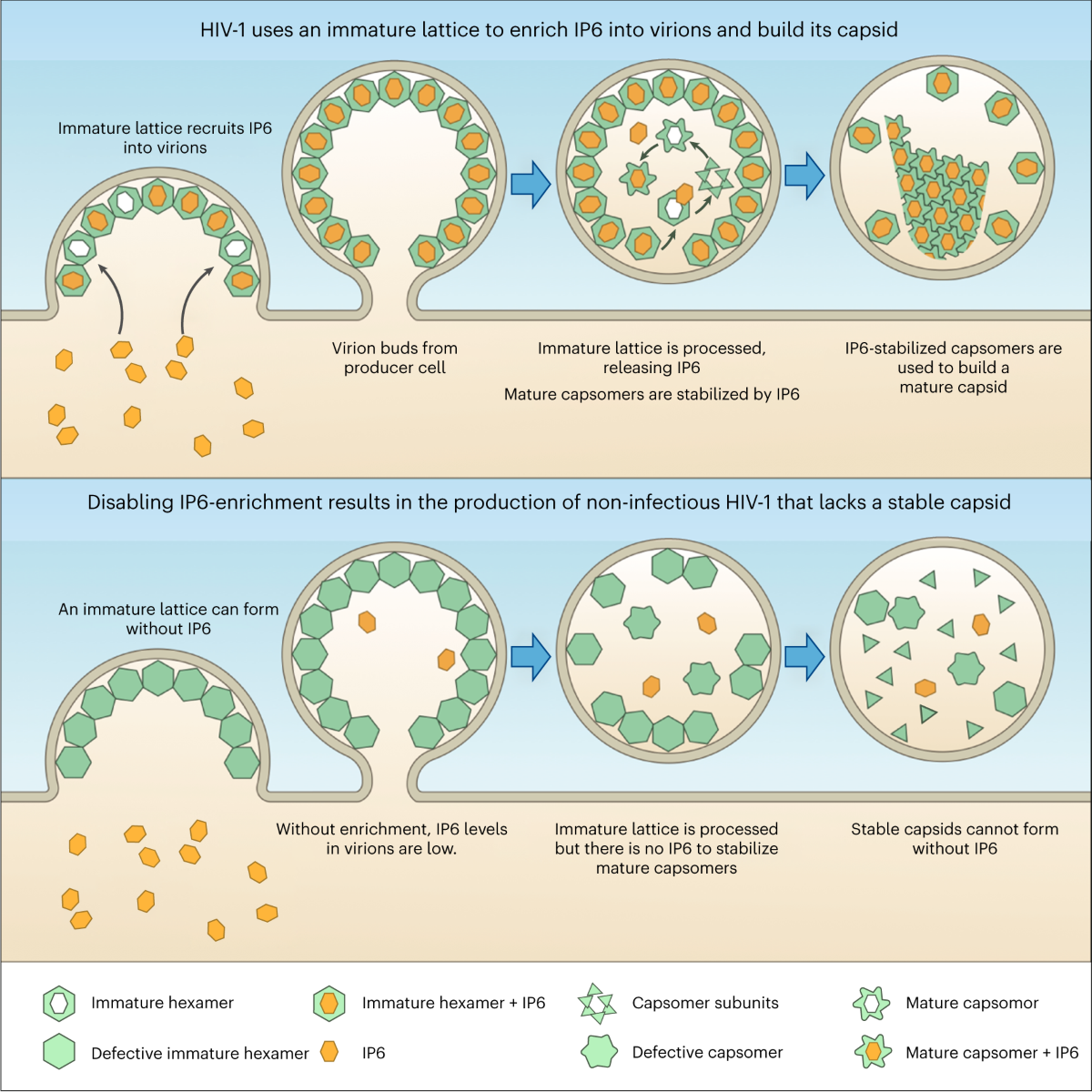 HIV-1 is dependent on its immature lattice to recruit IP6 for 