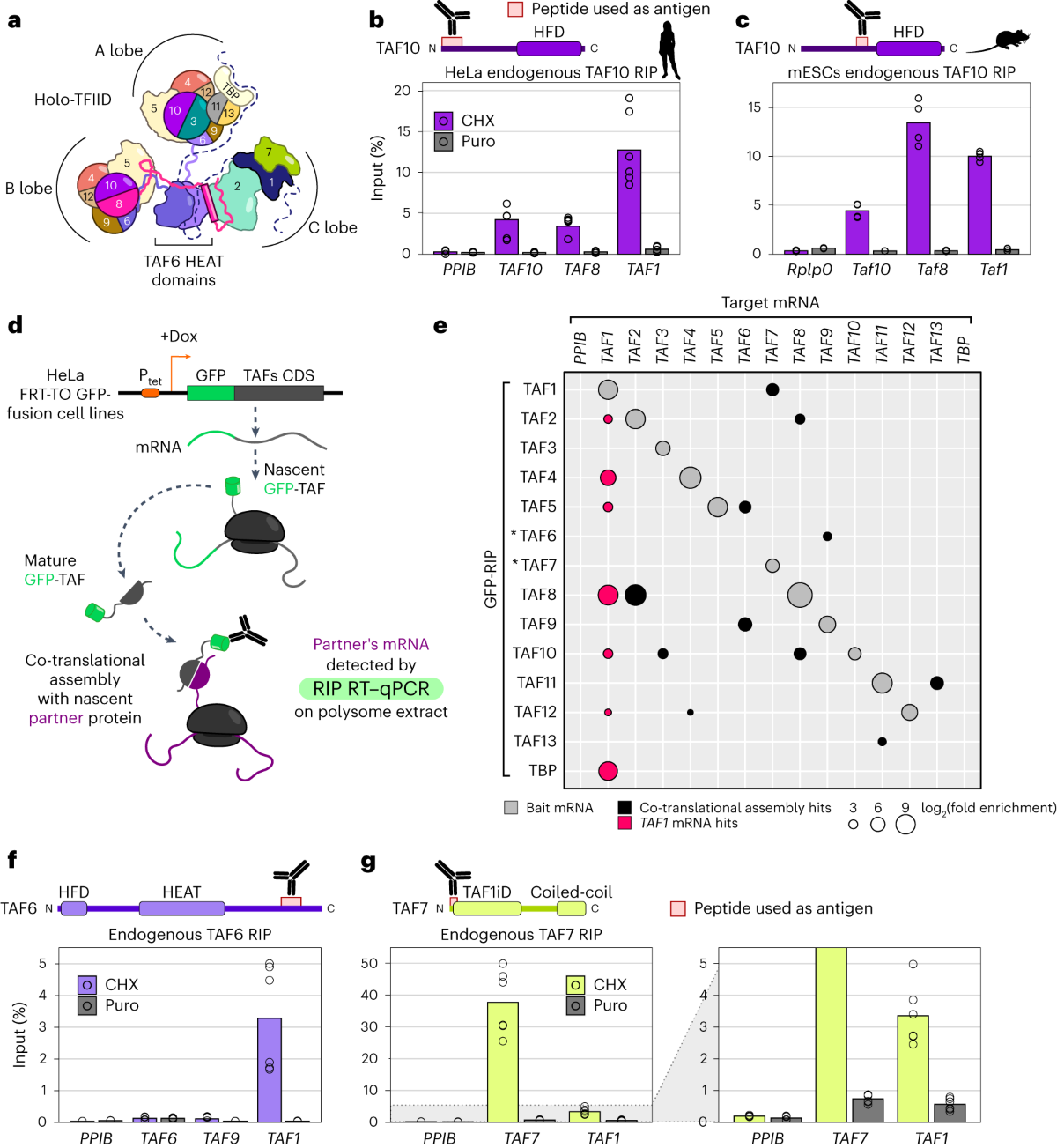 Hierarchical TAF1-dependent co-translational assembly of the basal transcription factor TFIID | Nature Structural & Molecular Biology hierarchical-taf1-dependent-co-translational-assembly-of-the-basal-transcription-factor-tfiid-nature-structural-molecular-biology