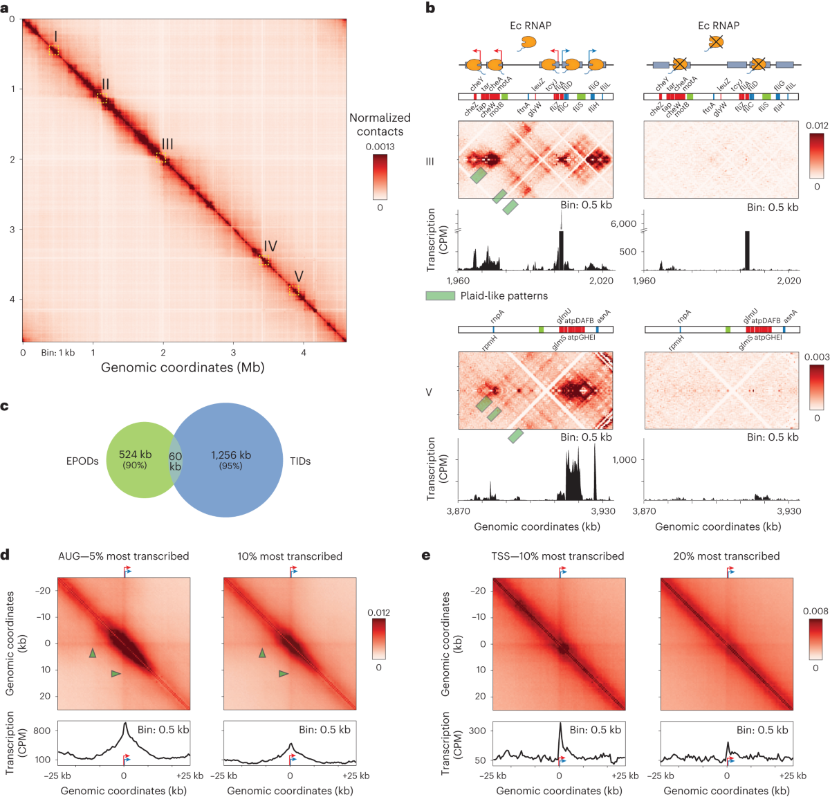 Transcription-induced domains form the elementary constraining building  blocks of bacterial chromosomes | Nature Structural & Molecular Biology