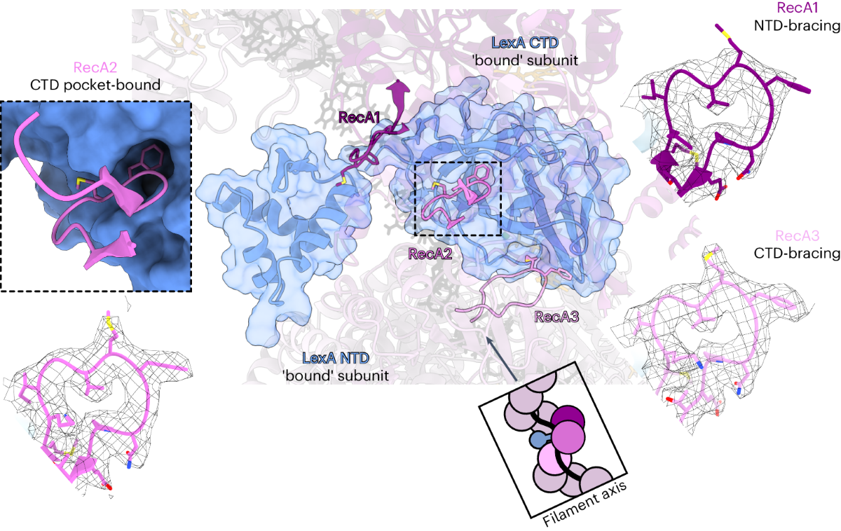 The LexA–RecA* structure reveals a cryptic lock-and-key mechanism for SOS  activation | Nature Structural & Molecular Biology